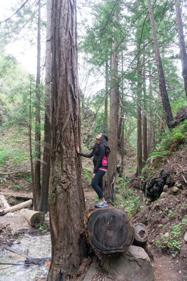 Limekiln State Park giant redwoods